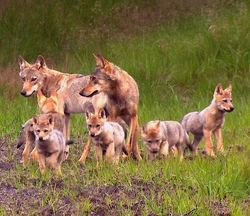 Wolf © Sebastian Koerner
