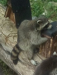 Waschbär