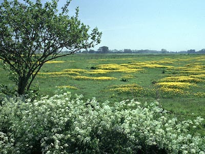 Feuchtwiese im Osterfeiner Moor
